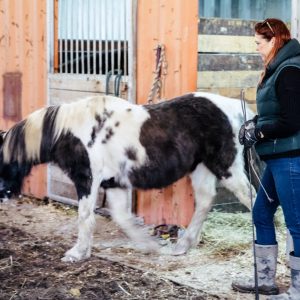 Inside the Work — Introduction to Equine-Guided Awareness